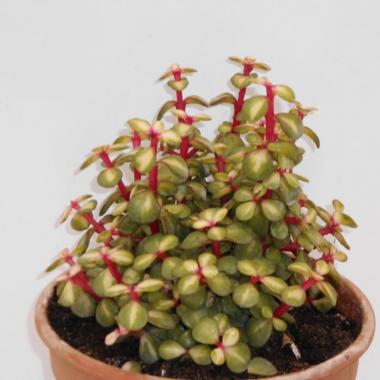 Portulacaria afra mediopicta